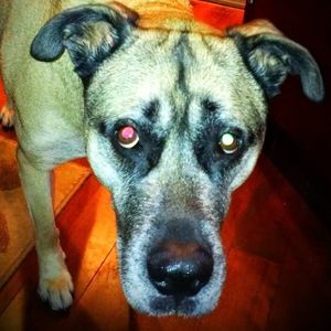 Meet your Posher, Joanna